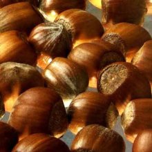Hazelnut Barcelona Picture of Hazelnut Barcelona (2310)