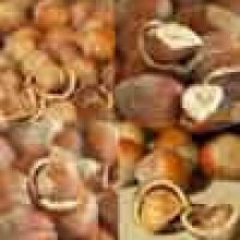 Hazelnut Ennis Picture of Hazelnut Ennis (2316)