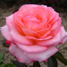 Heart Throb-Rose Picture of Heart Throb-Rose (2321)