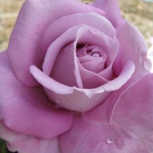 Heaven Scent Std 80cm-Rose Picture of Heaven Scent Std 80cm-Rose (7891)
