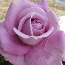 Heaven Scent-Rose Picture of Heaven Scent-Rose (7029)