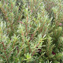 Picture of Hebe Diosmifolia Mauve (2327)