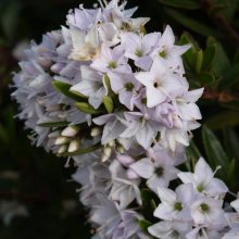 Picture of Hebe Diosmifolia (2325)