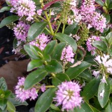 Picture of Hebe Elizabeth (28614)
