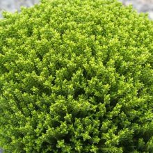 Picture of Hebe Emerald Green (2329)