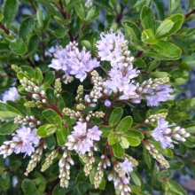 Hebe Lilac Mist Picture of Hebe Lilac Mist (29955)