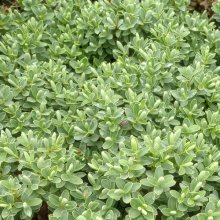 Hebe Sutherlandii Picture of Hebe Sutherlandii (2356)