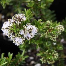 Picture of Hebe Diosmifolia Minor (9622)