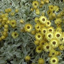 Helichrysum Argyrophyllum Picture of Helichrysum Argyrophyllum (2383)