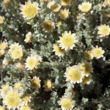 Helichrysum Graham Patterson Picture of Helichrysum Graham Patterson (2384)