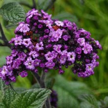 Heliotrope Cherry Pie Picture of Heliotrope Cherry Pie (6062)