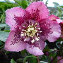 Picture of Helleborus Anemone Centre (8115)