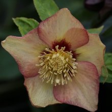 Picture of Helleborus Apricot (2404)