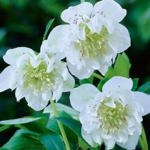 Picture of Helleborus Betty Ranicar (6666)