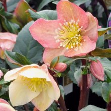Picture of Helleborus Camelot (10138)