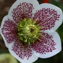 Picture of Helleborus Conny (11093)