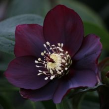 Picture of Helleborus Dark Hybrid (2405)