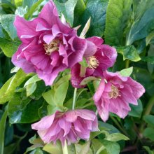 Picture of Helleborus Double Red (30020)