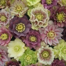 Picture of Helleborus Double Hybrids (2399)