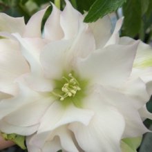 Picture of Helleborus Double White (9881)