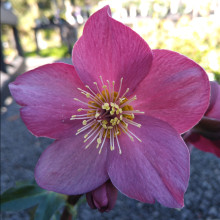 Helleborus Early Red Picture of Helleborus Early Red (29557)