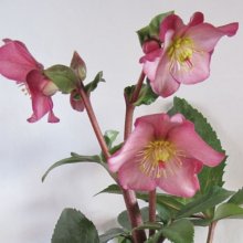 Helleborus Early Rose Picture of Helleborus Early Rose (29533)