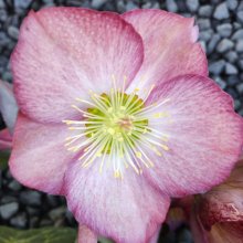 Helleborus Elemental Picture of Helleborus Elemental (30698)
