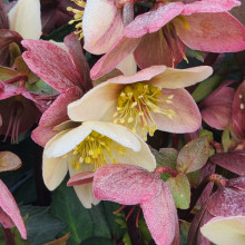 Helleborus Emma Picture of Helleborus Emma (30510)