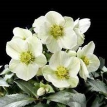 Helleborus Ice Breaker Pico Picture of Helleborus Ice Breaker Pico (10170)