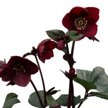 Helleborus Ice N Roses Merlot Picture of Helleborus Ice N Roses Merlot (30068)