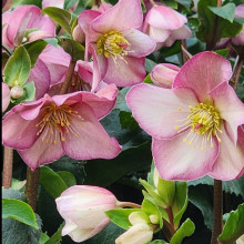 Helleborus Ice N Roses Picotee Picture of Helleborus Ice N Roses Picotee (30069)