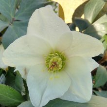 Helleborus Ice N Roses White Picture of Helleborus Ice N Roses White (11579)