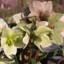 Helleborus Ivory Prince Picture of Helleborus Ivory Prince (2396)