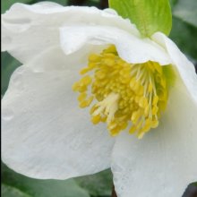 Helleborus Jacob Picture of Helleborus Jacob (10169)