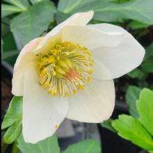 Helleborus Jasper Picture of Helleborus Jasper (11055)