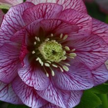 Helleborus Lily Picture of Helleborus Lily (11129)