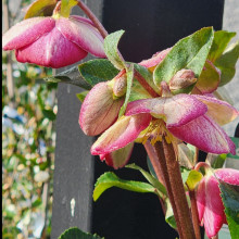 Helleborus Magico Picture of Helleborus Magico (30699)