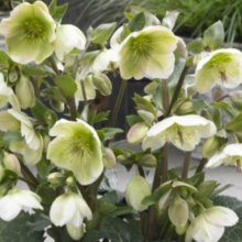 Helleborus Mollys White Picture of Helleborus Mollys White (10269)