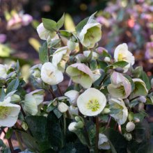 Helleborus Moondance Picture of Helleborus Moondance (30700)