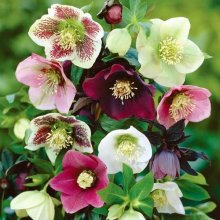 Helleborus Orientalis Mixed Picture of Helleborus Orientalis Mixed (9803)