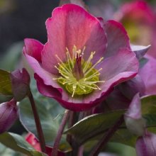 Helleborus Pennys Pink Picture of Helleborus Pennys Pink (8767)