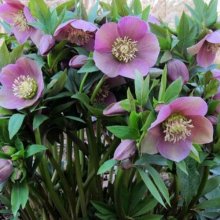 Helleborus Pink Picture of Helleborus Pink (2407)