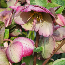 Helleborus Sophies Delight Picture of Helleborus Sophies Delight (11487)