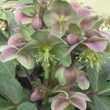 Helleborus Sternii Clifton Picture of Helleborus Sternii Clifton (7994)