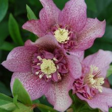 Picture of Helleborus Tutu (7302)