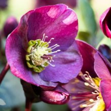 Picture of Helleborus Vibey Velvet (30282)