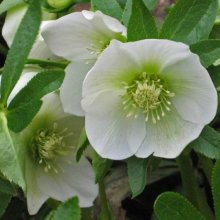 Picture of Helleborus White Hybrids (2410)