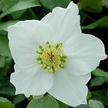 Picture of Helleborus White Magic (2397)