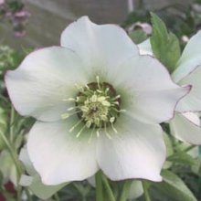 Picture of Helleborus White Picotee (2411)