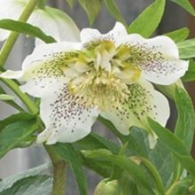 Picture of Helleborus White Tutu (11032)